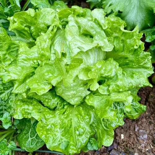 salatsamen bio - pflanzensamen zimmerpflanzen pflücksalat, kopfsalat biosaatgut hochbeet balkon gemüsesamen alte sorten deko 50pcs