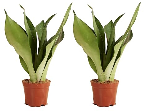 Bloomique - Sansevieria Moonshine - Langue de belle-mère - Plantes d’intérieur - Dépolluante - Très facile à entretenir - Hauteur 30-40 cm - Pot 12 cm