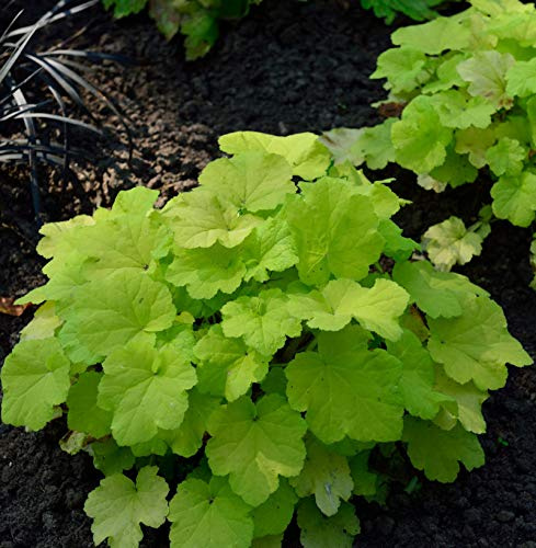 Purpurglöckchen Citronella - Heuchera villosa - lebende Gartenpflanze aus den Baumschulen