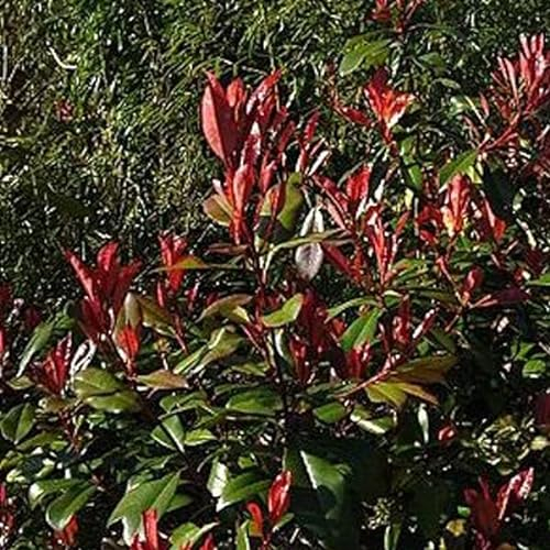 3 x Photinia fraseri 'Little Red Robin' 25-30 cm en conteneur - Variété de feuillages, allant du vert brillant au roug