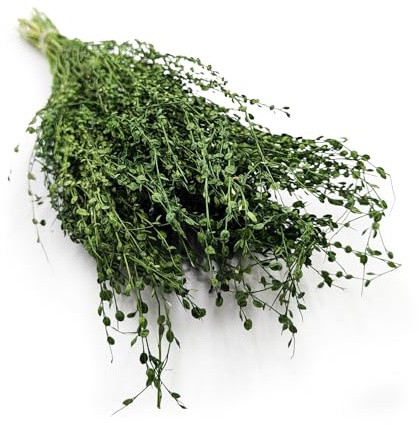 Enchanted Trockenblumen Dekogras Lepidium Sativum Getrocknetes Gras Ziergras Natürlich Deko Flaschengrün