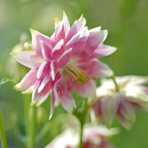 Aquilegia ‘Nora Barlow’ Seeds – Double Pink & White Columbine – Hardy Perennial for Sun or Shade – Easy to Grow Cottage Garden Flower - 1 Packet 50 Seeds by Thompson & Morgan