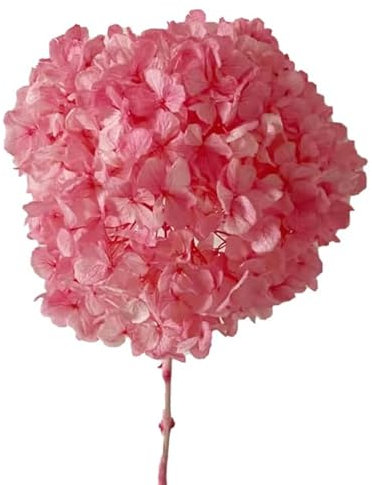 ZEYRU 2023Nuova fornitura Ortensia conservata con stelo per la decorazione domestica Fiore essiccato Grandi dimensioni Conservante stabilizzato eterno naturale-rosa