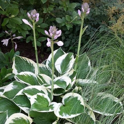 Pianta vera di Hosta fortunei Patriot - Diametro Vaso Ø 17 cm