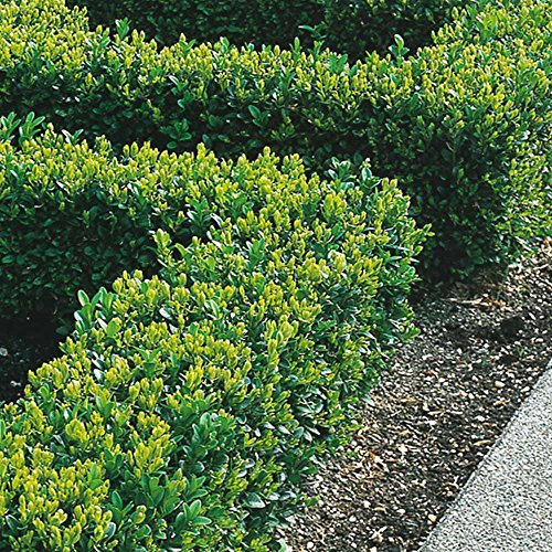GardenersDream 5 x Buxus Sempervirens Hedging Plants - All Year Round Outdoor Plants - Evergreen Garden Shrubs for Gardens and Borders - Outdoor Garden Ready Plants (20-40 cm incl. 9 cm Pot)