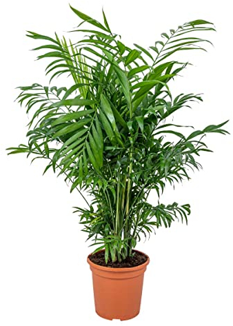 Bloomique - Chamaedorea Elegans - Bergpalme - Zimmerpflanzen - Pflegeleicht - Haustierfreundlich - Höhe 50-70 cm - Topf 17 cm