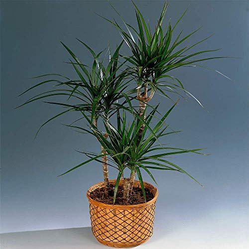 Ideales Pflanzengeschenk fürs Zuhause oder das Büro - Draceana Madagascar Drachenbaum im 13 cm Topf