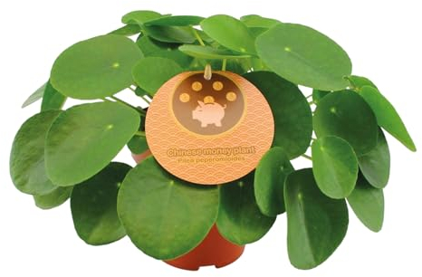 Trendyplants - Pilea Peperomioides - Pfannkuchenpflanze - Zimmerpflanze - Höhe 20-40 cm - Topfgröße Ø15cm
