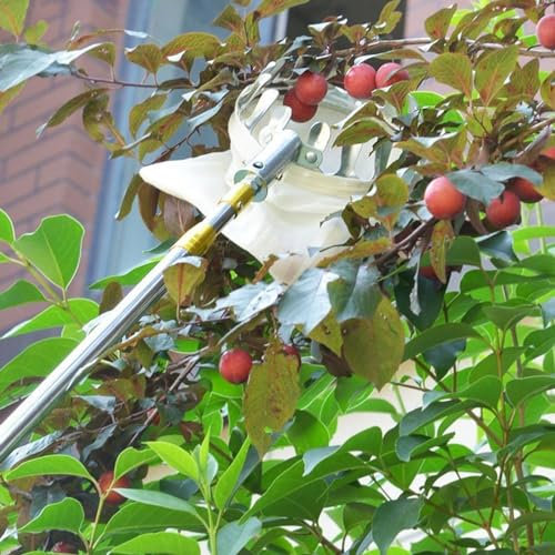 raccogli asparagi pinza frutta Palo Di Prolunga Per La Raccolta Della Frutta, Strumento Per La Raccolta Di Alberi Da Frutteto Di Mele Mango Catcher Pali Frutteto Picker Per La Raccolta Agricola In Gia