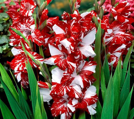Gladiolus Flowers Seeds 100pcs red White