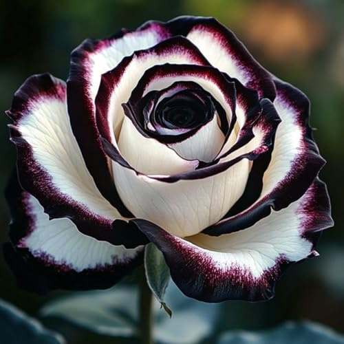 Eleganz Rosen-Rhizom, Überraschend wachsend, Winterhart Mehrjährig, Geeignet für Frühling und Herbst, Kein Gießen Erforderlich-5 Rhizom-D