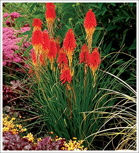 Stauden Gänge 1 x Kniphofia 'Papaya Popsicle' (Winterhart/Staude/Dauerblüher/Bienenferundlich/Mehrjährig) Fackellilie - Hingucker der den ganzen Sommer über bis tief in den Herbst hinein blüht