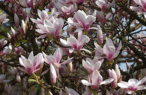 Magnolia soulangiana Tulpenmagnolie im Topf gewachsen ca. 60-80cm