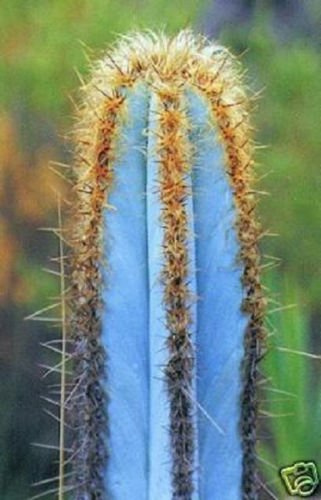 Pilosocereus purpureus @ J @ Colore esotico colonnare Cactus rari semi Cactus 20 SEMI