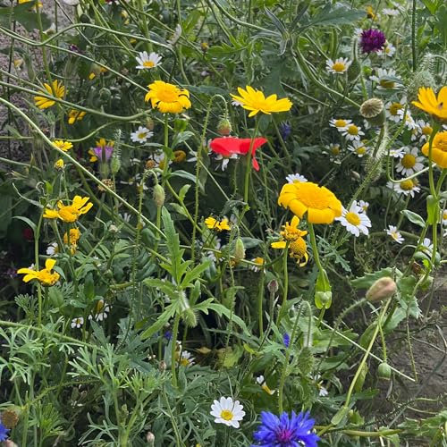 Wild Flower Seeds - 2.5g Native Wildflower Seeds for Attracting Birds, Bees, Wildlife, Pollinators - 30 Species Mix of Annuals and Perennials Habitat and Food - Packed in The UK by Meldon Seeds