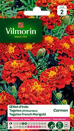 Vilmorin 5441142 Œillet Rouge 9 x 0.5 x 16 cm