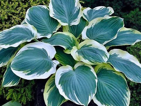 Hosta pianta Piante bulbi Piante erbacee perenni Pianta da esterno Rizoma Hosta Funkia-Rizoma Hosta Funkia-Hosta pianta Piante bulbi