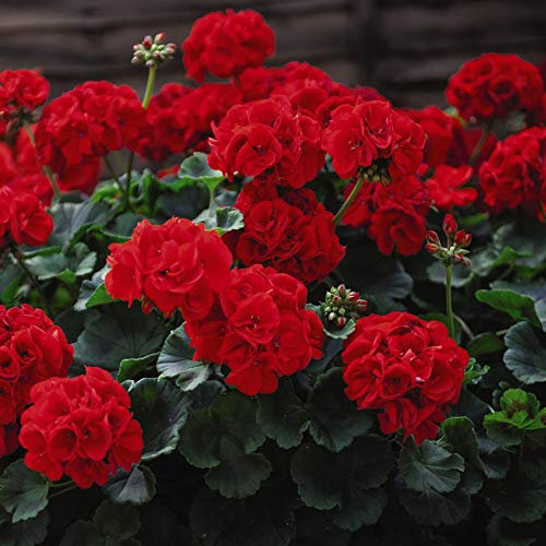 Geranium ‘Best Red’Garden Plant Half-Hardy Perennial Flowering Garden Plants Easy to Grow Your Own x12 Plug Plants by Thompson and Morgan