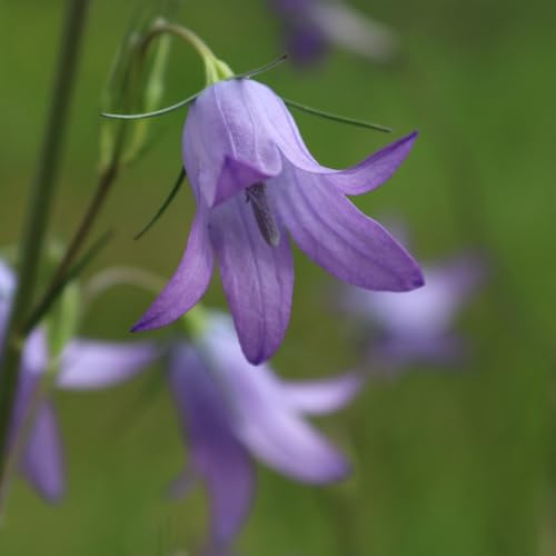 HEIMISCHES WILDPFLANZEN SAATGUT (unbehandelt & samenfest) für den Standort: SONNIG & TROCKEN - für Wildbienen & Schmetterlinge | WILDBLUMENWELT (Rapunzel-Glockenblume | Campanula rapunculus)