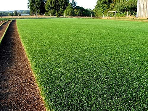 Bavicchi miscuglio semi per tappeti erbosi gramigna gramignone (500g)