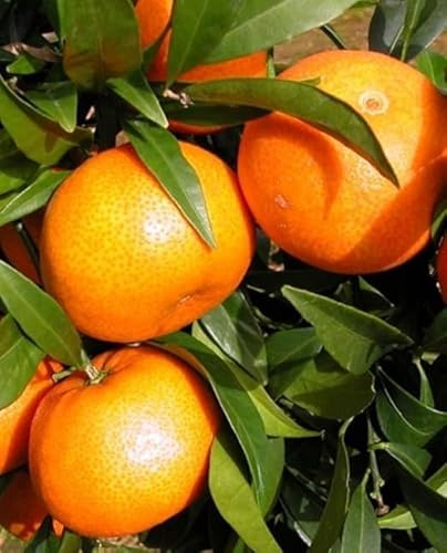 Pflanze von CLEMENTINO oder MANDARANCIO 'Citrus Clementina' - im Topf: Ø 22 cm - H. 80/90 cm