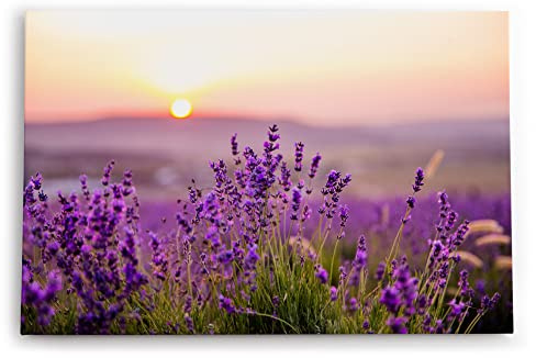 Paul Sinus Wandbild 60x40cm Dekorative Kunst Lavendel Blumen Blüten Violett Sonnenuntergang Blumenwiese