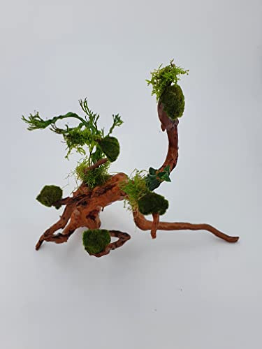 Wurzel für Aquarium Garnelenbäumchen Wüstenwurzel Aquarium Wurzel Bonsai ca. 25-30 cm Mangrove (Wüstenwurzel) bepflanzt Wurzel mit Wasserpflanzen (versch.) Abbildung ähnlich