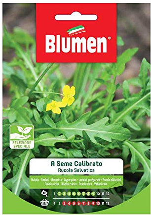 BLUMEN SEMENTI, RUCOLA SELVATICA A SEME CALIBRATO, selezione speciale