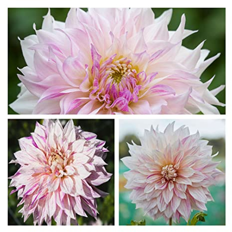 Decorative Dahlia Cafe Au Lait Twist x 3 Tuber. Pink/Cream Summer Flowers. Easy to Grow.