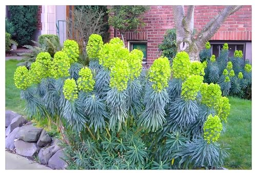 Stauden Gänge 1 x Euphorbia characias 'Blue Wonder' (Stauden/Staude/Mehrjährig/Winterhart/Immergrün) Mittelmeer-Wolfsmilch - Ein Farbenspiel aus Blau, Grün und Gold - sehr Bienenfreundlich