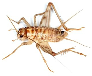 Livefoods4u Silent Brown Crickets 12-18mm Tub of 100 | Live Reptile Food
