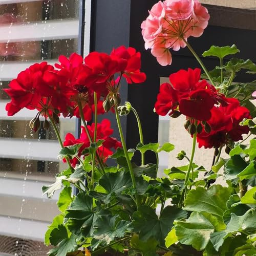 semi di geranio in piedi, pelargonium, giardino roccioso resistenti rare, decorazione del soggiorno primaverile, resistenti 55pcs