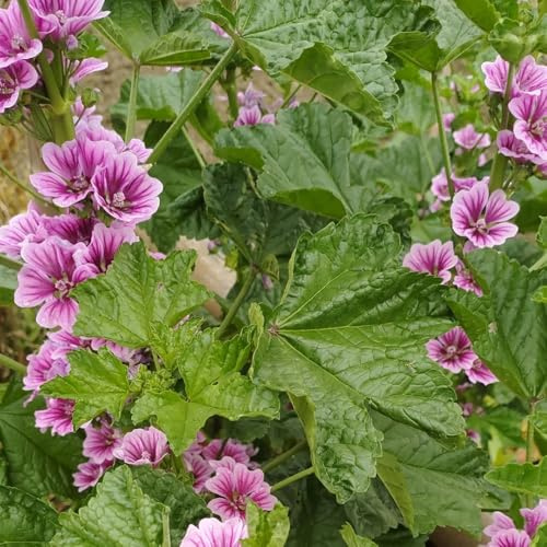 malva selvatica - semi di malva semi di da balcone arredamento per soggiorno con letto rialzato aiuola esotici selvatici Decorazioni per giardini esterni, 800pcs
