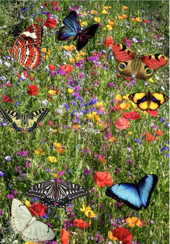 10g Packet UK Wildflower Seed Mix Annual & Perennial Meadow Square metres Attracts Bees & Butterfly