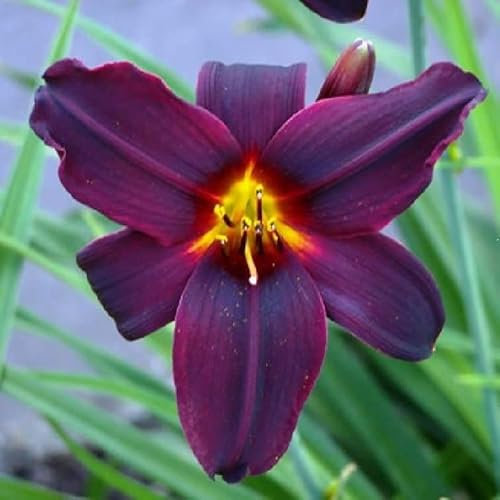 6x Lis d’un jour 'American Revolution' – Hemerocallis 'American Revolution' – Godet 9x9cm | Grandes fleurs pourpres, floraison estivale