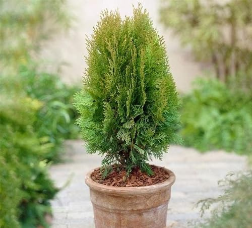 New Fresh 60pcs Thuja Plant Seeds