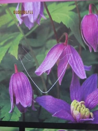 Clematis alpina Blue Princess - Waldrebe Blue Princess