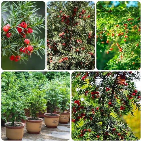 Semi di Taxus Baccata, balcone resistenti tasso, wallichiana, comprare arbusti, vecchie varietà, biologici 150pcs