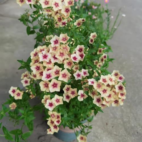 Phlox de alfombra - flox subulata semillas de verano cama elevada jardín semillas exóticas jardín rocas reales silvestres balcón prados 800pcs