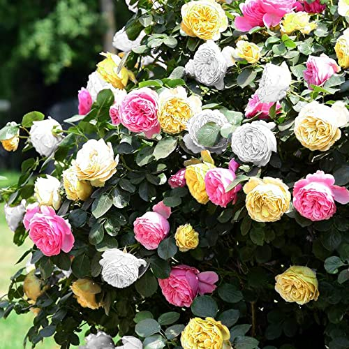 GardenersDream Vibrant Tricolour Rose Bush - Fragrant Summer Blooms for Gardens & Patios, Hardy Outdoor Scented Perennial Rose Plant in 5L Pot, Ideal for Colourful Borders & Pots