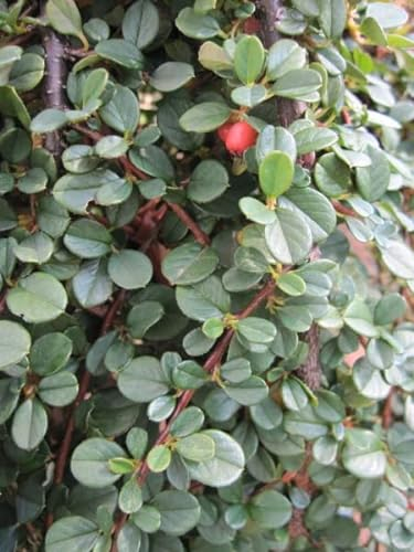 Cotoneaster praecox Boer - Felsen-Zwergmispel auf ca. 80 cm Stamm veredelt