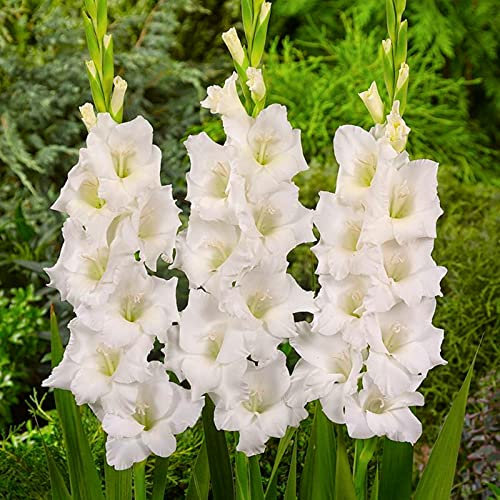 Gladiolus Bulbs.Strong Plants That Grow Well Mix Golden Jade Carving Feels Beautiful-10 Bulbs-C