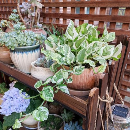 semi Epipremnum aureum - Pothos di interni esotici resistenti riverdimento tetti giardino rocce balcone resistenti ufficio balcone letti 150pcs
