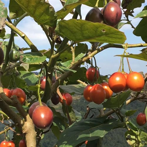 tamarillo tomate - colgantes invernadero balcón comprar bonsáis semillas de decorativas columnar 100pcs