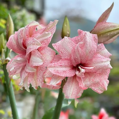2zwiebe amaryllis decoration, zimmerpflanzen blumenzwiebeln amaryllis, gartenblumen winterharte kübelpflanzen