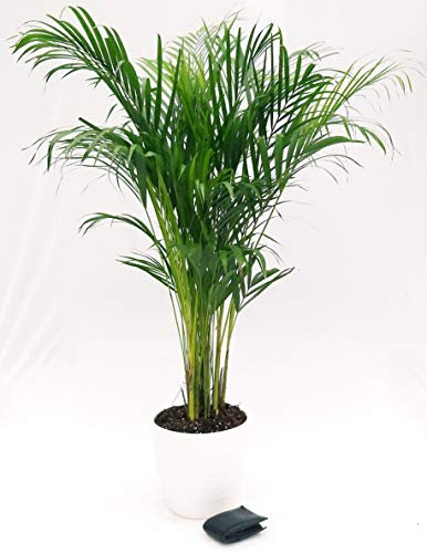 POWERS TO FLOWERS - ARECA, PALMA DI ARECA IN VASO CERAMICA BIANCO A RIGHE altezza 120cm, pianta vera