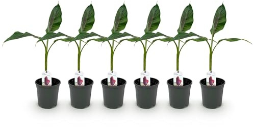 GreenboutiQ - Obstpflanze - Bananenpflanze - Musa sikkemensis Red Tiger - Winterhart - 6 Pflanzen - Topf 17cm Höhe 40cm