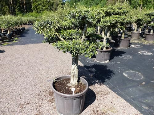 gruenwaren jakubik Olivenbaum 6 Pon Pon 165-170cm Bonsai Formgehölz Gartenbonsai Olea europaea Olive winterhart