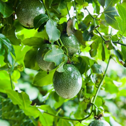 maracuja nanos semi di granadilla Letti elevati per giardino semi di perenne resistenti balcone letti elevati 120pcs