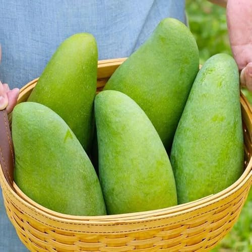 semi mango letto elevato Letti elevati per giardino decorazione ufficio giardino nana decorativi perenni 12pcs